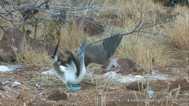 世界上最长寿的象龟多少岁,迄今发现最长寿的龟