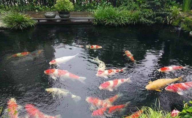 锦鲤充血怎么引起的,锦鲤充血是什么原因