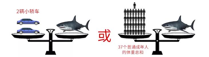 大白鲨vs虎鲨谁才是海洋霸主,大白鲨真的是海中霸主吗动画