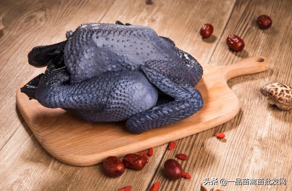 养殖黑乌骨鸡,什么乌骨鸡最好养