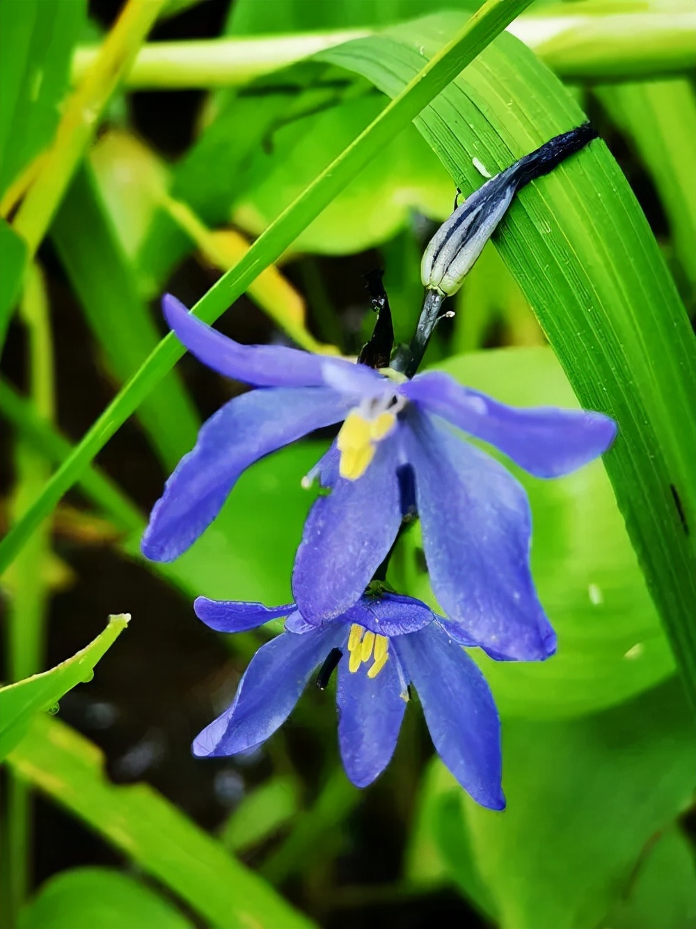 十种蓝色花,常见的六种蓝色花