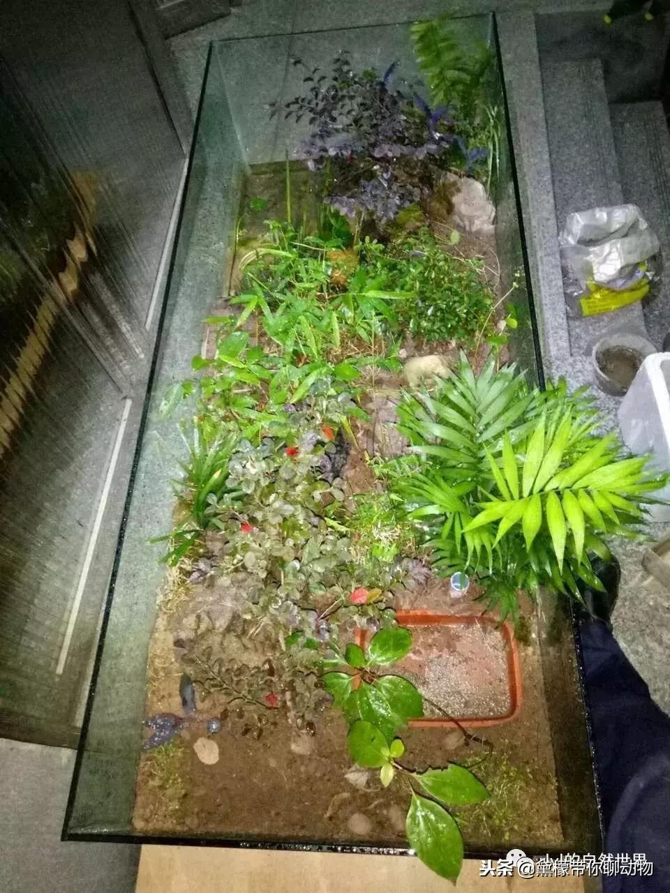 丛林造景黄缘龟池设计图大全,龟宝宝黄缘龟生态缸造景教程