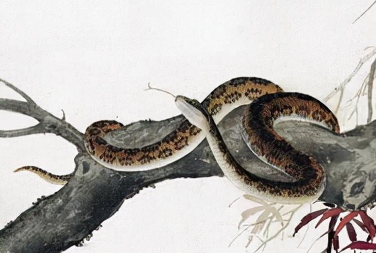 农村老人说不能杀蛇，难道说报纸上关于蛇报复人的报道，是真的？