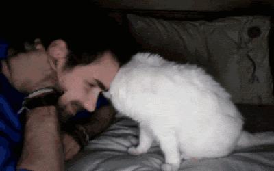 猫咪即将去世找主人,猫咪即将离世和主人告别