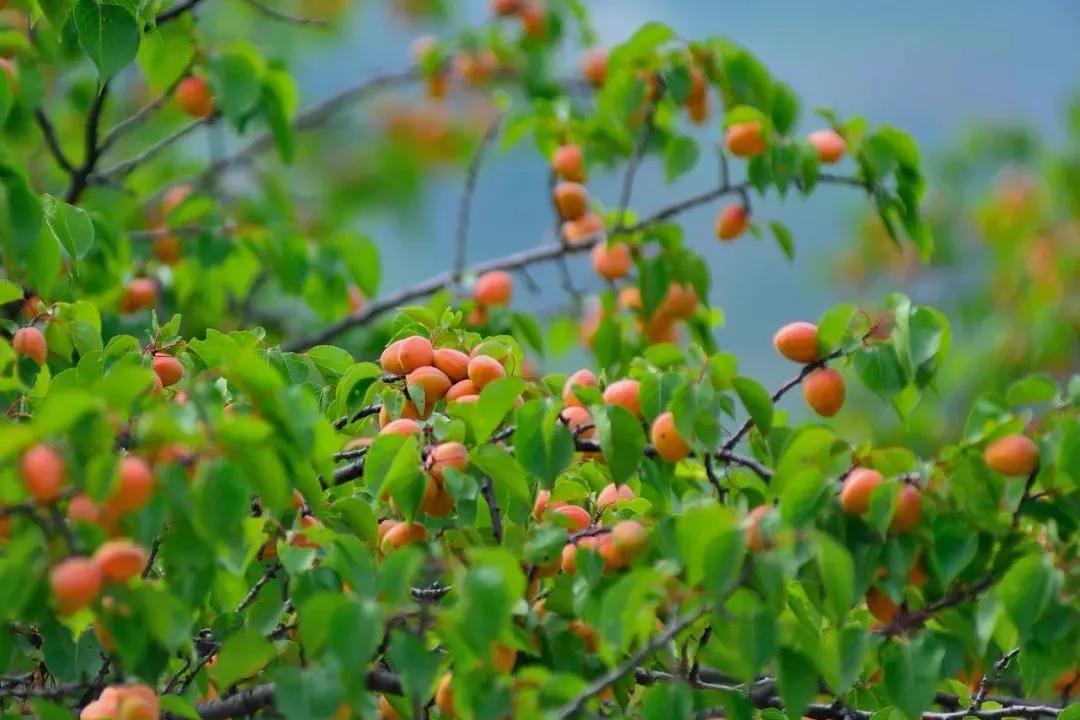 青白江特色旅游商品来啦！快来看有没有你的“心头好”