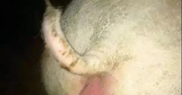 母猪十九天返情的原因,后备母猪返情的原因