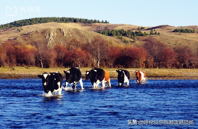 游呼伦贝尔大草原作文游览顺序,呼伦贝尔大草原游览视频