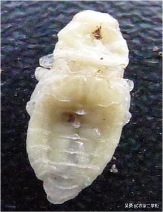 设施甜樱桃花期管理,樱桃种植技术及病虫害防治