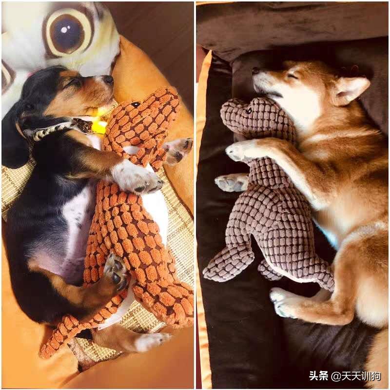 狗狗喜爱的玩具大盘点,了解狗狗的玩具最适合哪一种