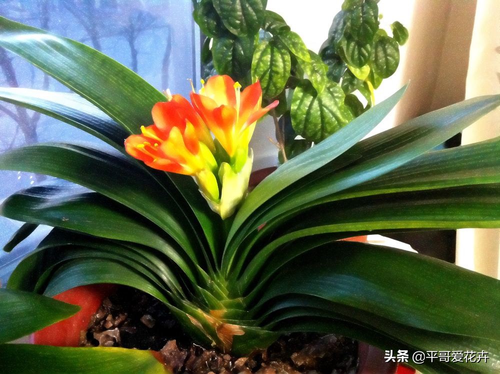 君子兰怎么养才能养得好看开花,君子兰怎么养才能旺盛容易开花