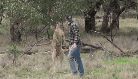 偶遇澳洲巨型袋鼠,澳大利亚巨型袋鼠