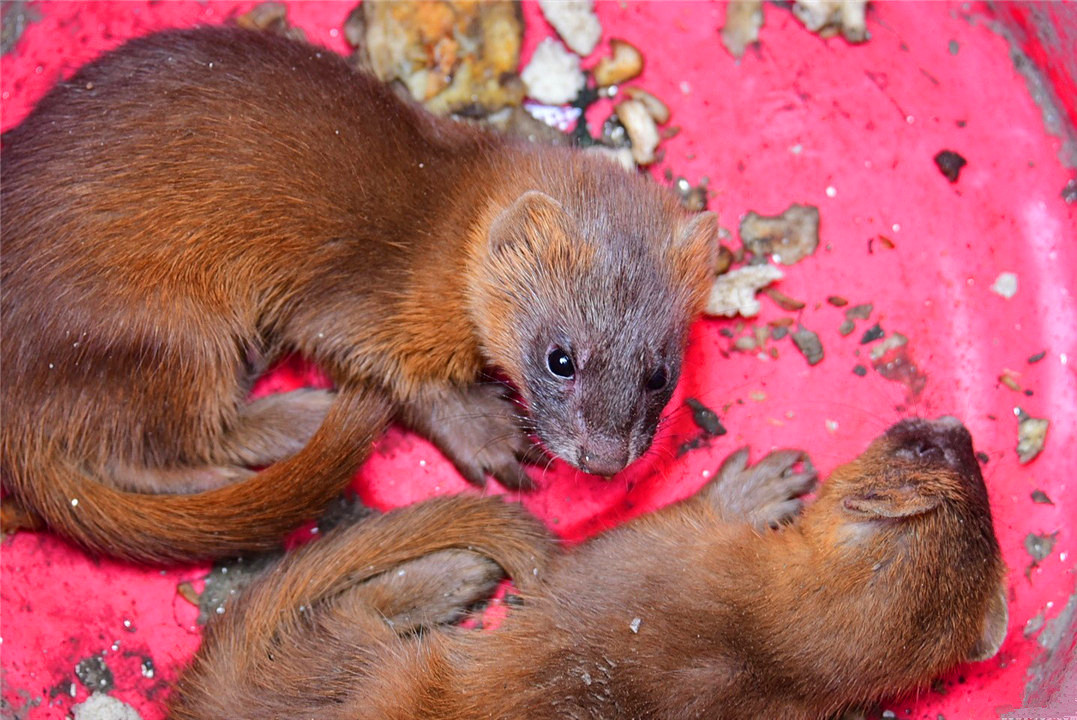 黄鼠狼全身是宝为何无人敢养殖,黄鼠狼浑身都是宝为何无人养殖