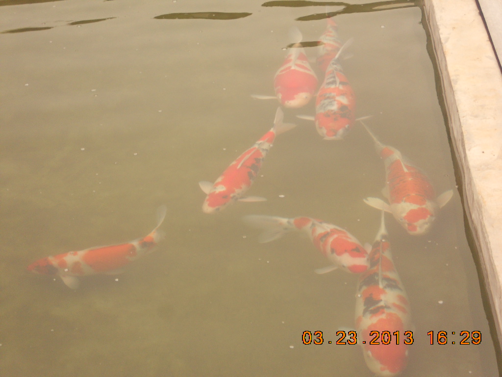 锦鲤池养殖方法图解,锦鲤繁殖全过程纪录片