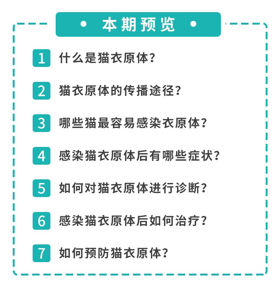 怀孕的母猫得猫瘟没流产,怀孕一个月的猫感染猫瘟会流产吗