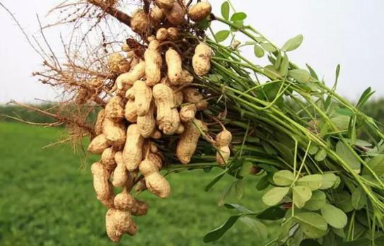 花生和核桃生长过程,核桃样子的坚果