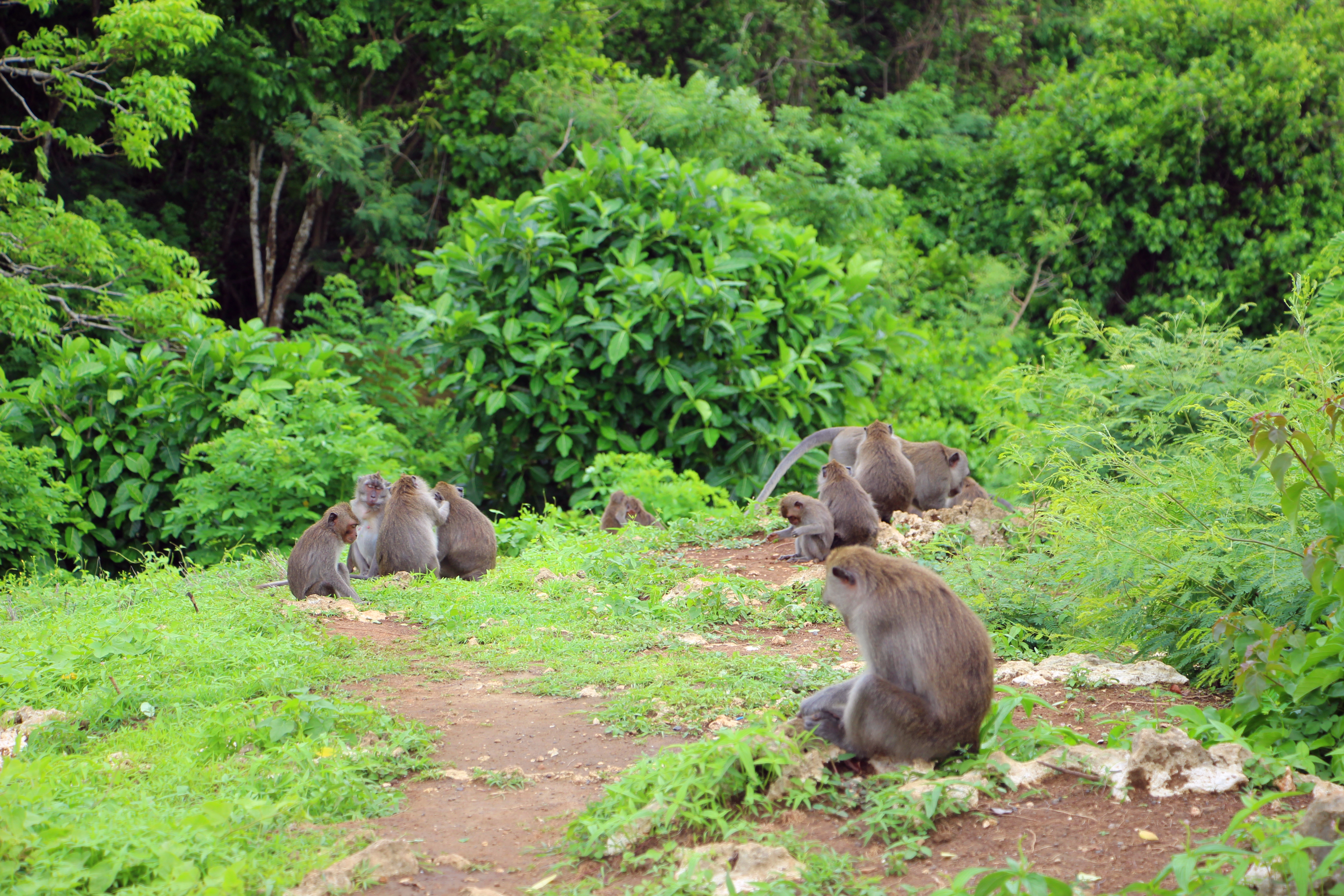 天堂之岛巴厘岛,天堂之岛巴厘岛旅游