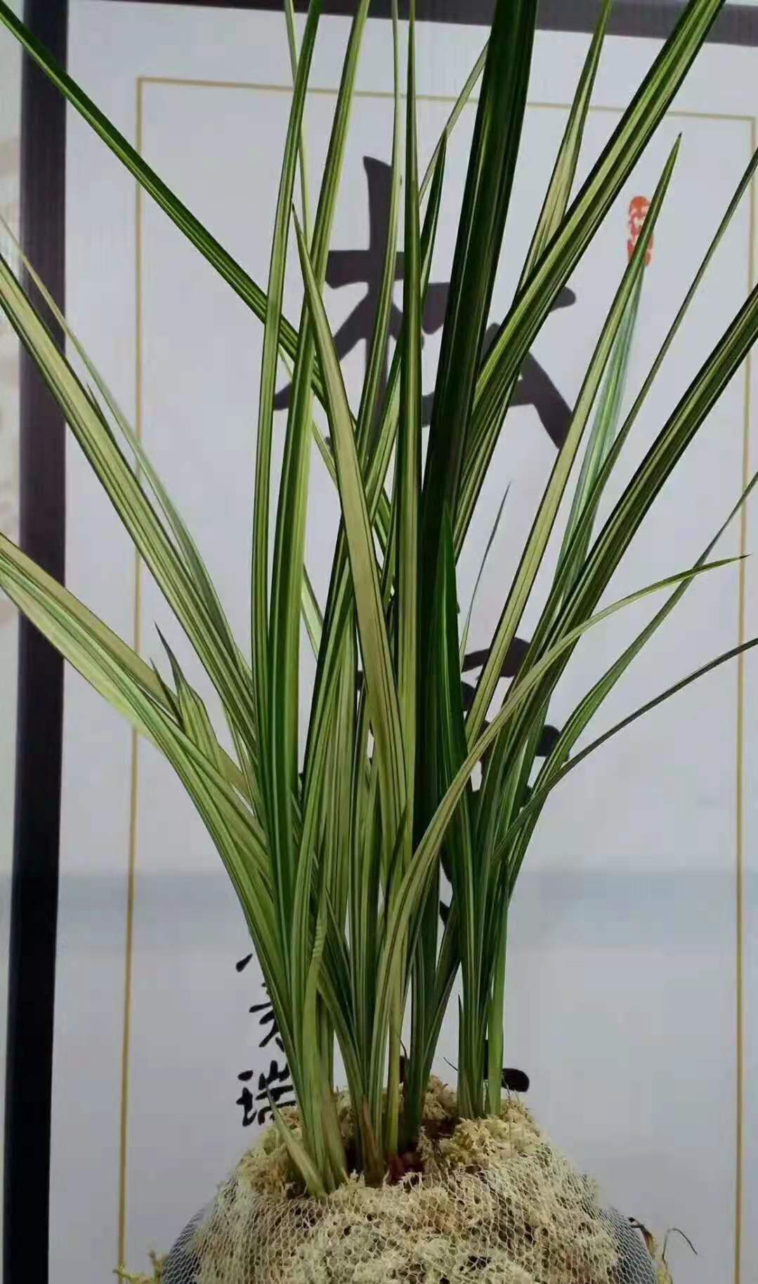 四川艺兰品鉴会上一盆标价高达1680万春剑多艺，曾轰动整个兰界