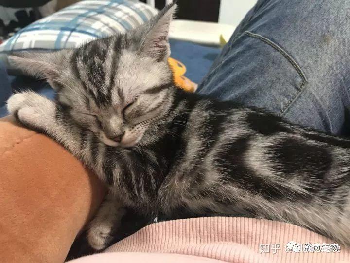 养品种猫的好处,土猫可以和品种猫配吗