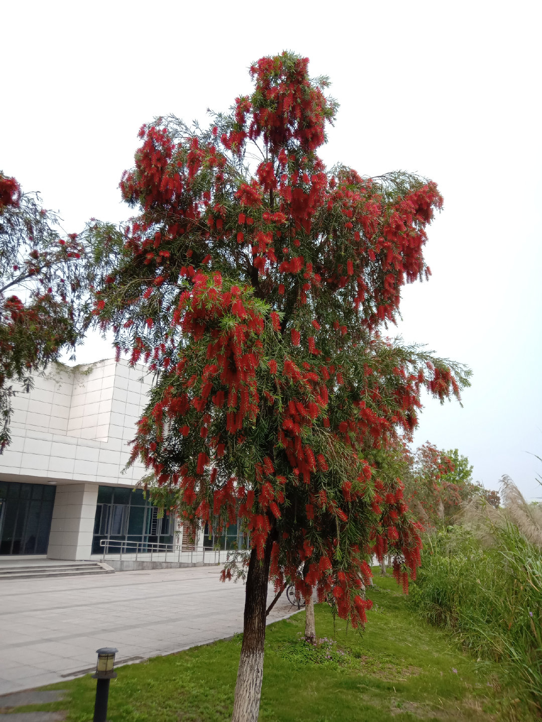 福州大学就像一座大公园，风景美到爆！最美的世界一流学科院校