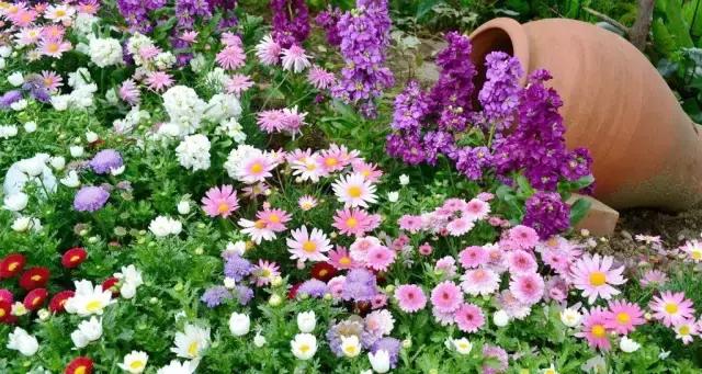 园林中适合用作地被的植物,有关植物方面的知识有哪些