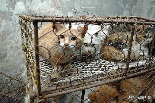 猫咪走丢找回来猫咪的心理,猫咪出走去找公猫还会回来吗