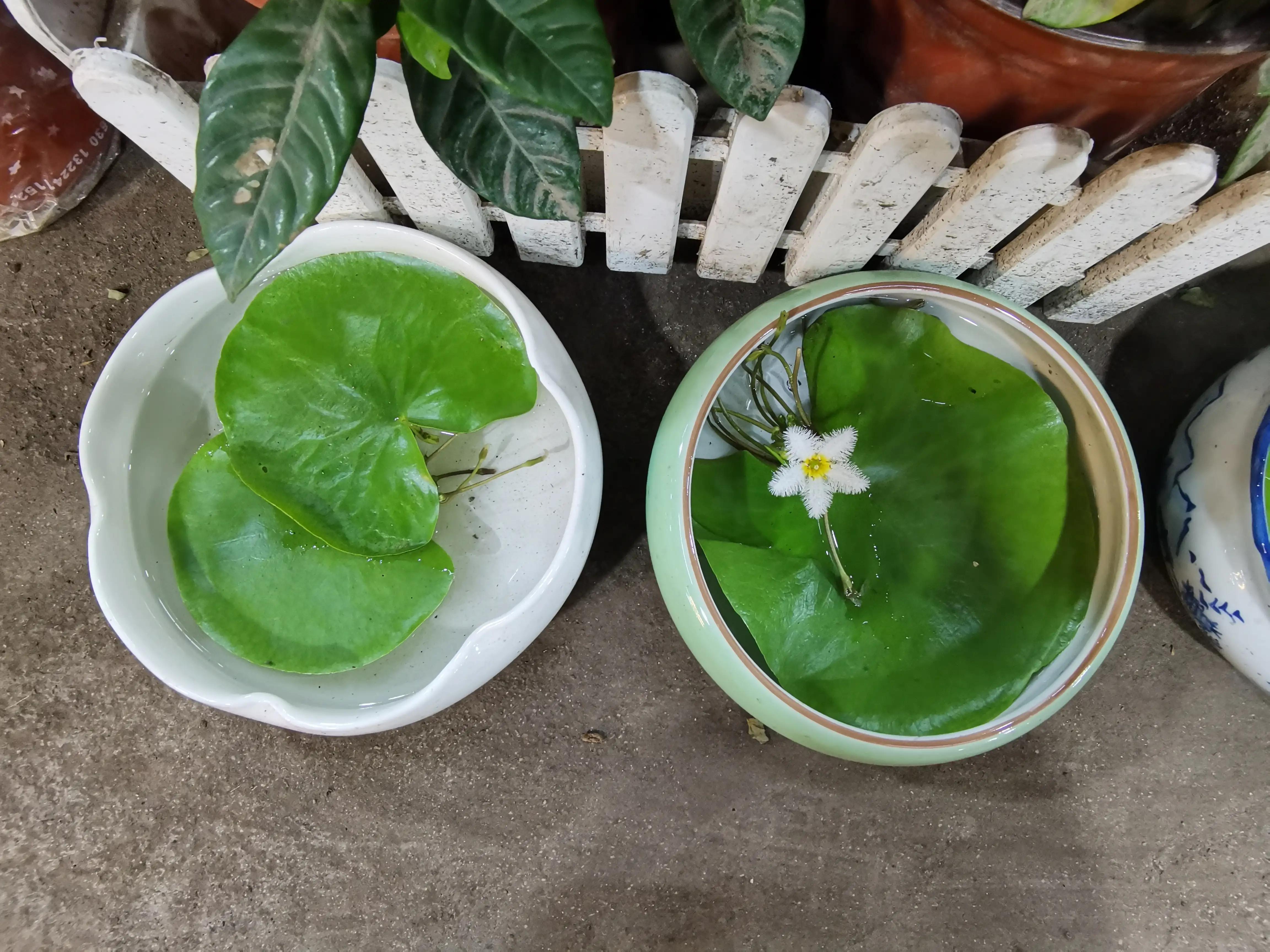 沈阳花卉市场搬哪去了,沈阳花卉市场批发各种绿植