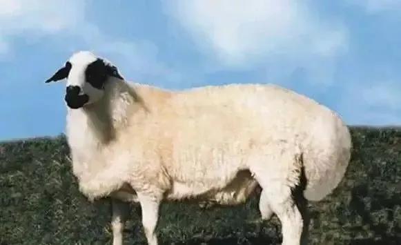 中国特有的一个羊品种,中国特色羊有哪些
