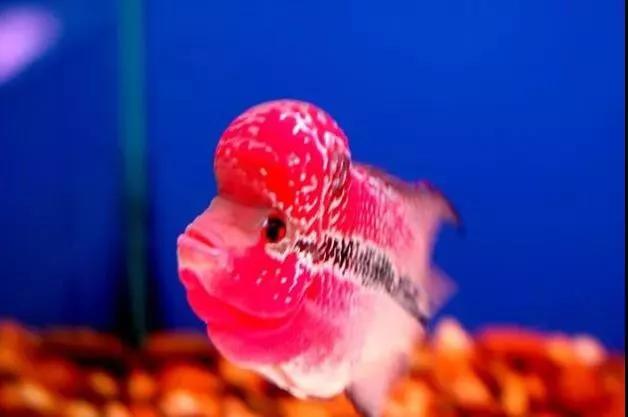 鱼缸里死了鱼有腥臭味怎么处理,鱼缸换水后第二天腥臭味很重