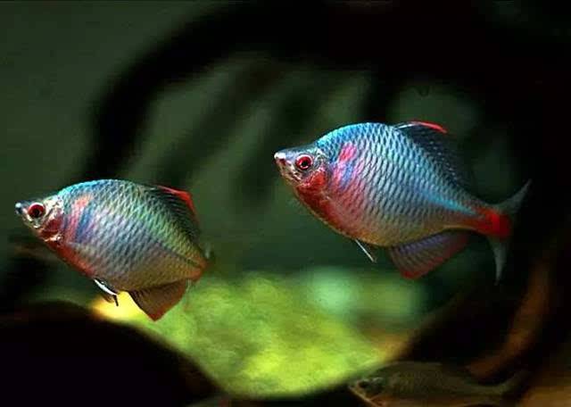 啥鱼不用加热棒也能养,用加热棒最好养的十款热带鱼