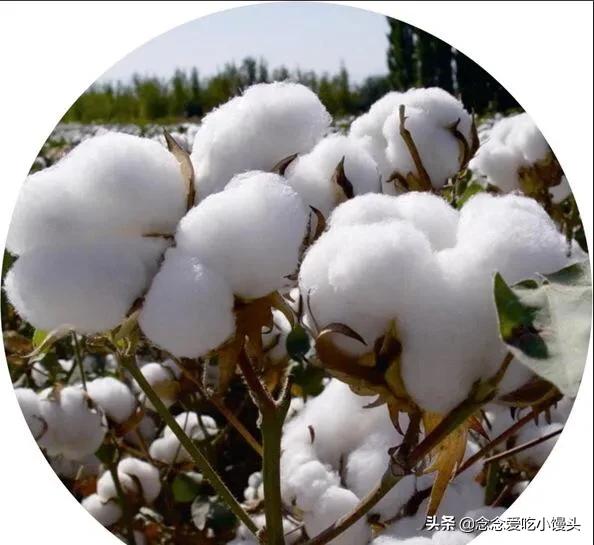 有一朵永不凋零的花,一朵盛开不凋零的花