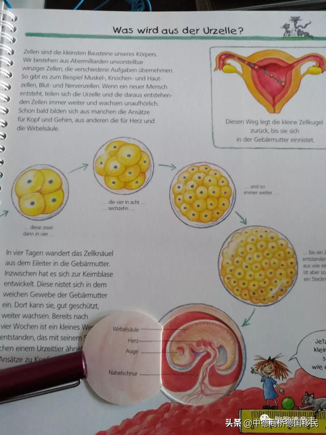 儿童性启蒙教育绘本,德国3-6岁幼儿园教育方法