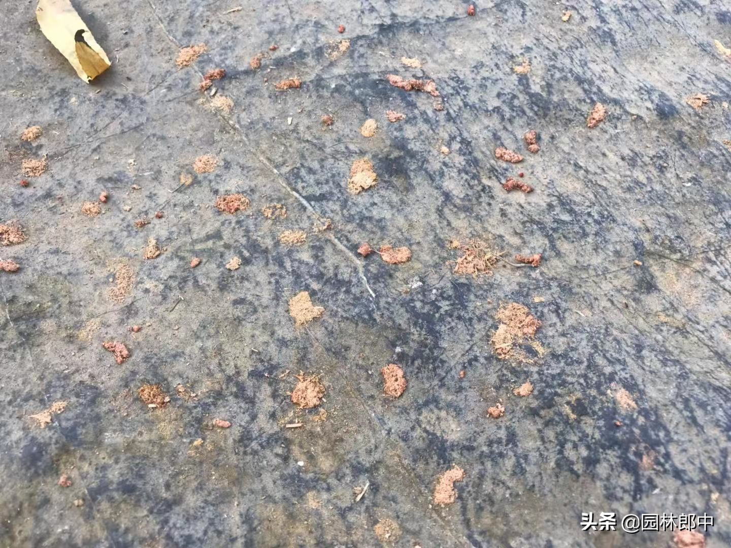 树底下掉一堆木屑是什么虫害,树木蛀干害虫有哪些