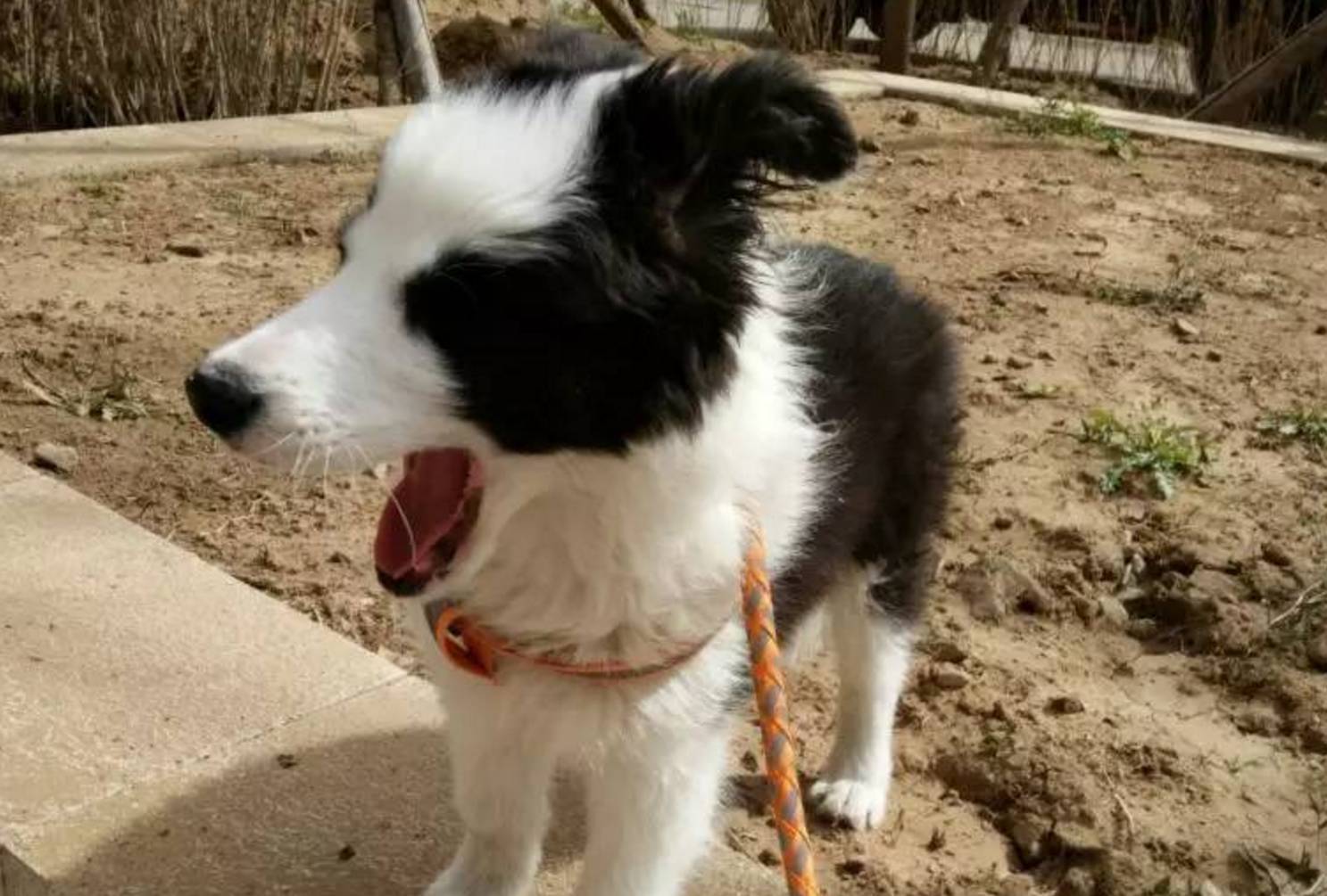 边境牧羊犬为什么难饲养,边境牧羊犬为什么很少有人养