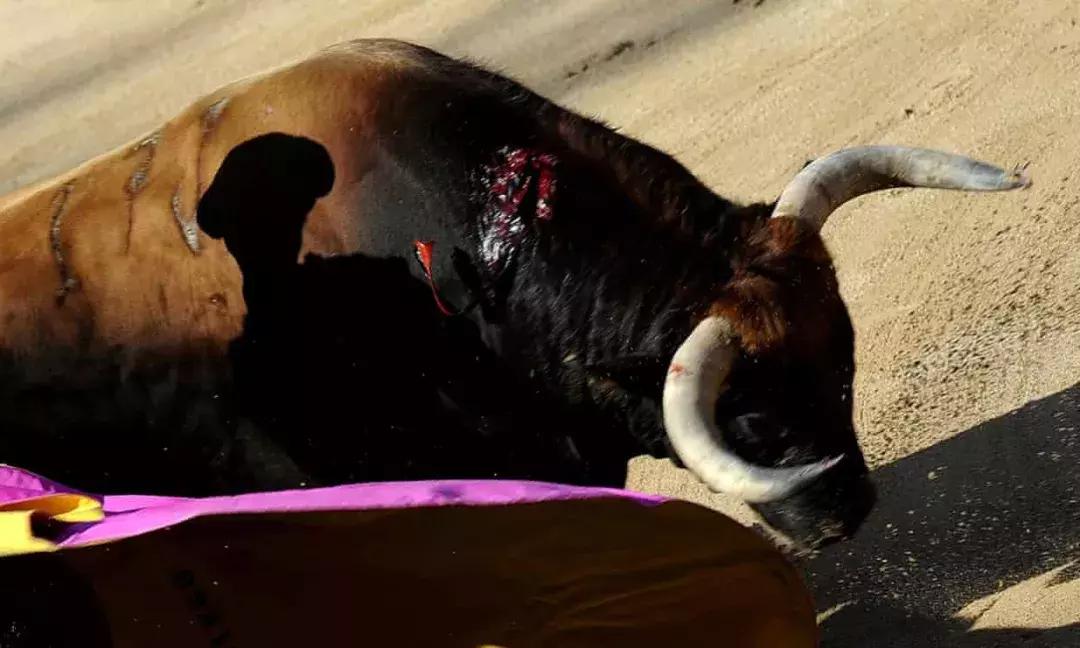 布卡西语丨这项运动，有人奉为“国粹”，有人喷它为“*杀屠**”