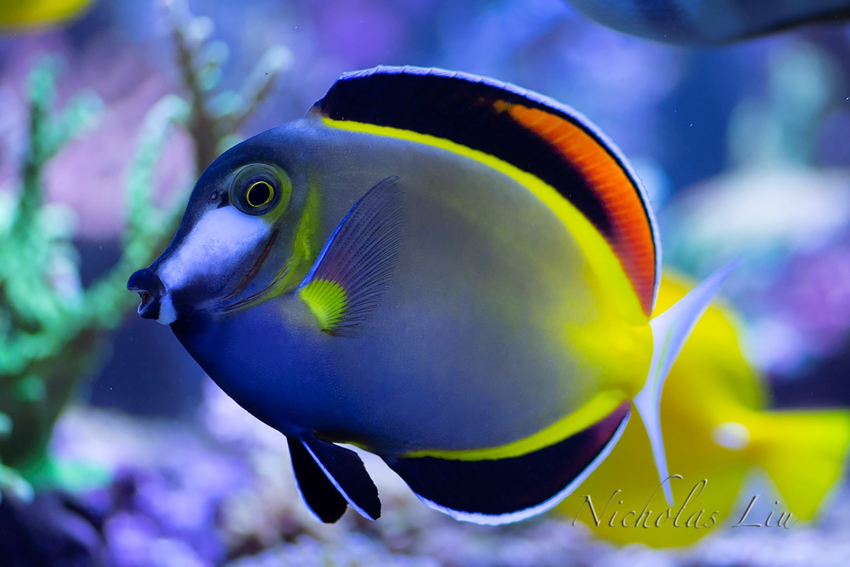 经典海水礁岩生态缸分享，180×120×60厘米三面观赏海缸