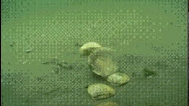 海鲜蛤蜊与蛤蜊区分,蛏子与小人蚬的区别