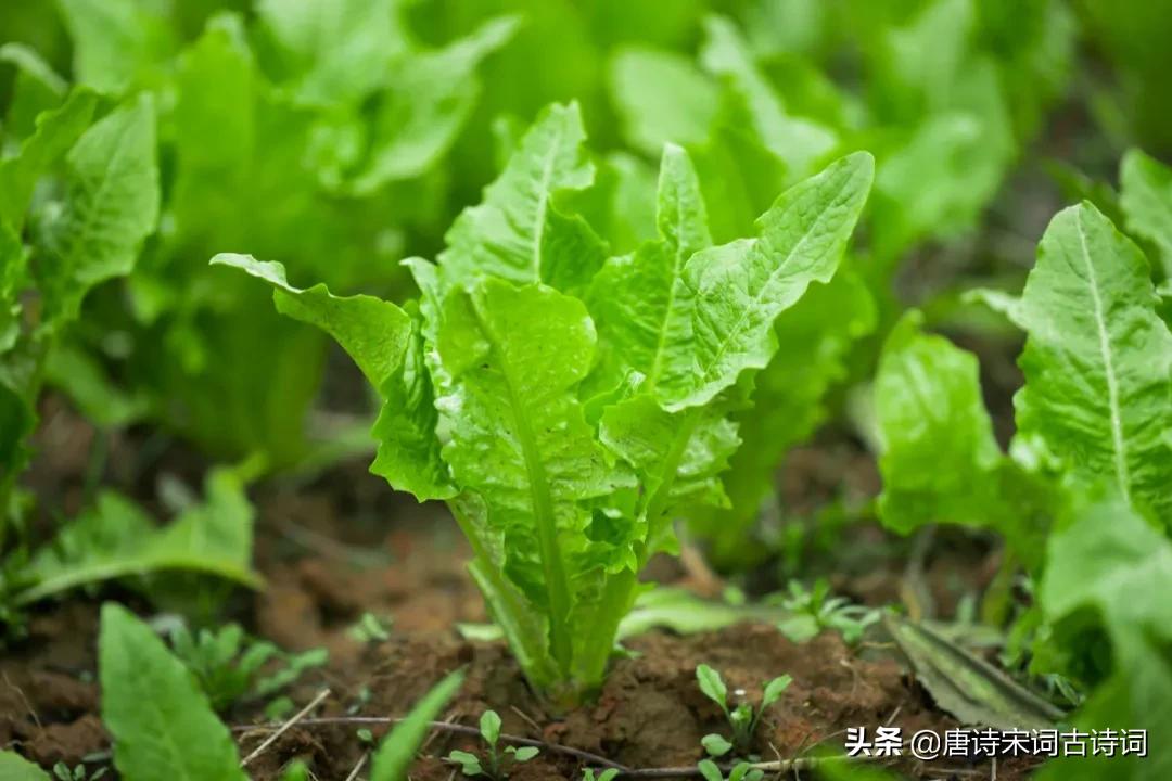 常有感恩之心文案,感恩之心常在