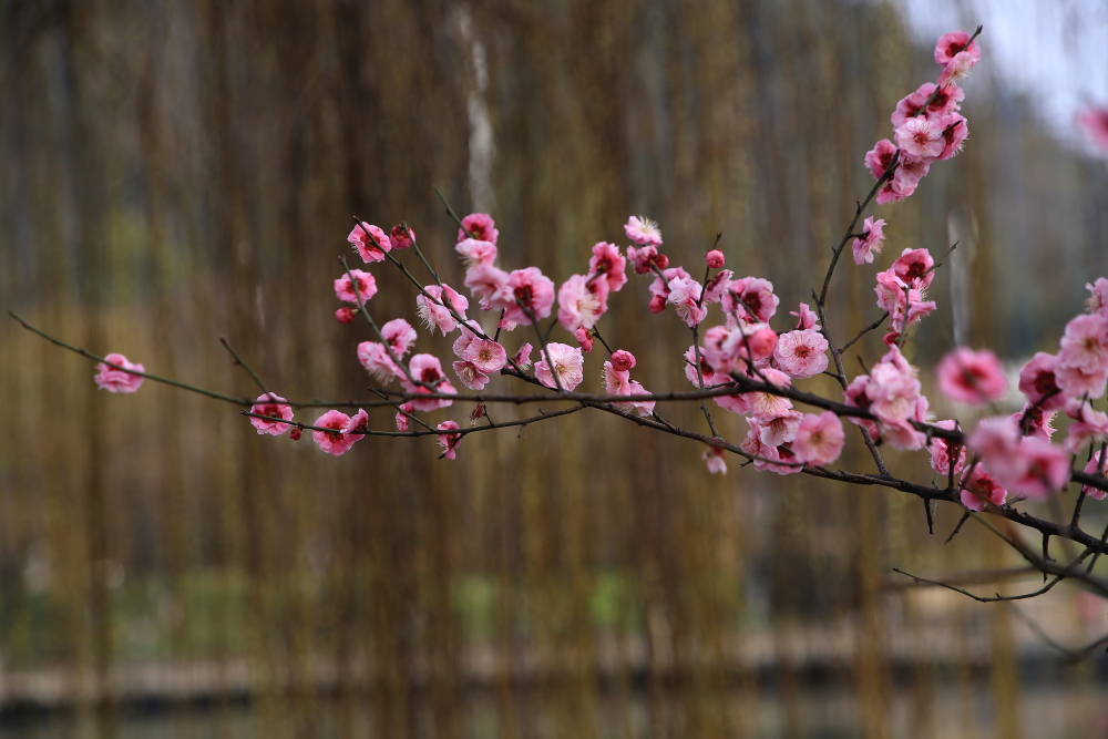 早春二月竖笛曲谱,早春二月笛子演奏
