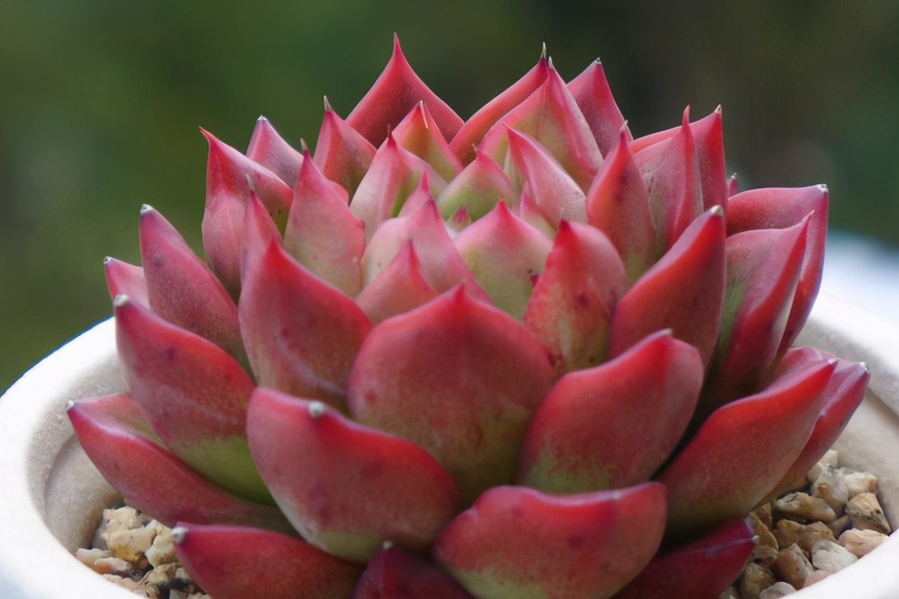 多肉冻伤了怎么挽救,轻微冻伤的多肉叶片还能恢复吗