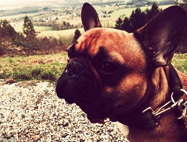 在饲养法牛时，有5*禁大**忌别犯，对它没好处