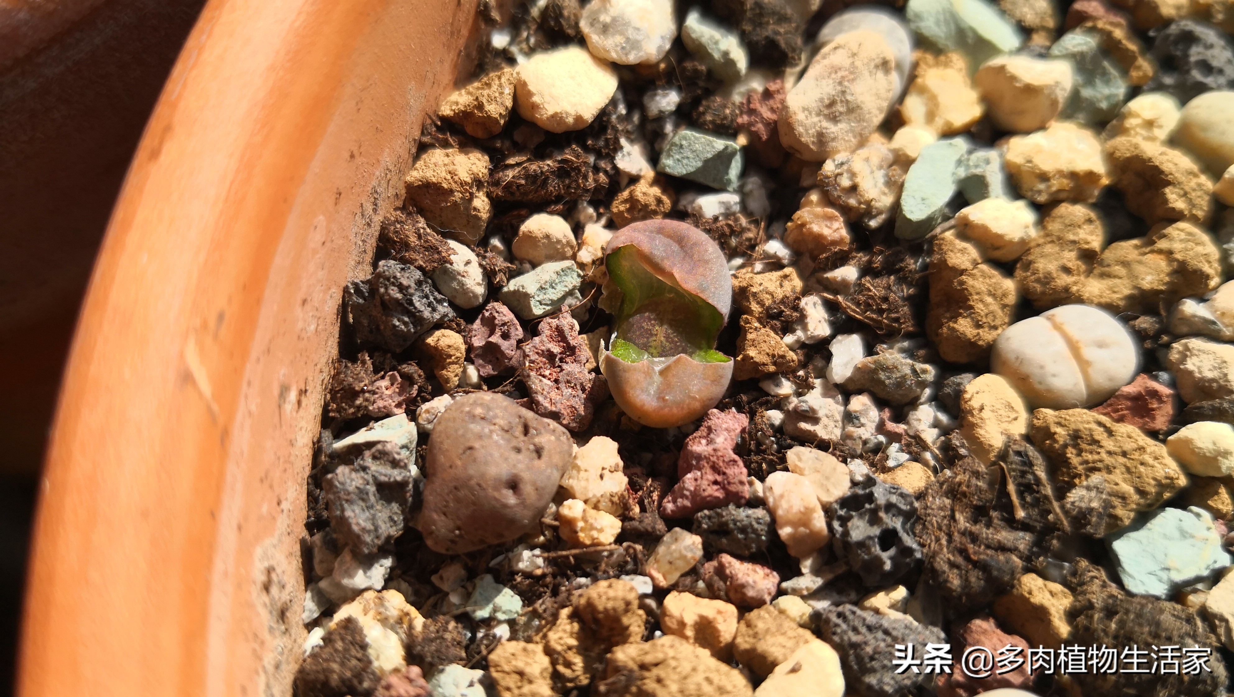 生石花多肉多久蜕皮,多肉生石花种子发芽过程