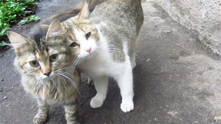 猫咪感冒发烧用啥药品,猫咪药品