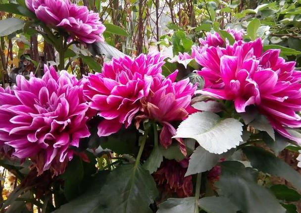 大丽花叶子发黄怎么急救,大丽花地栽以后黄叶