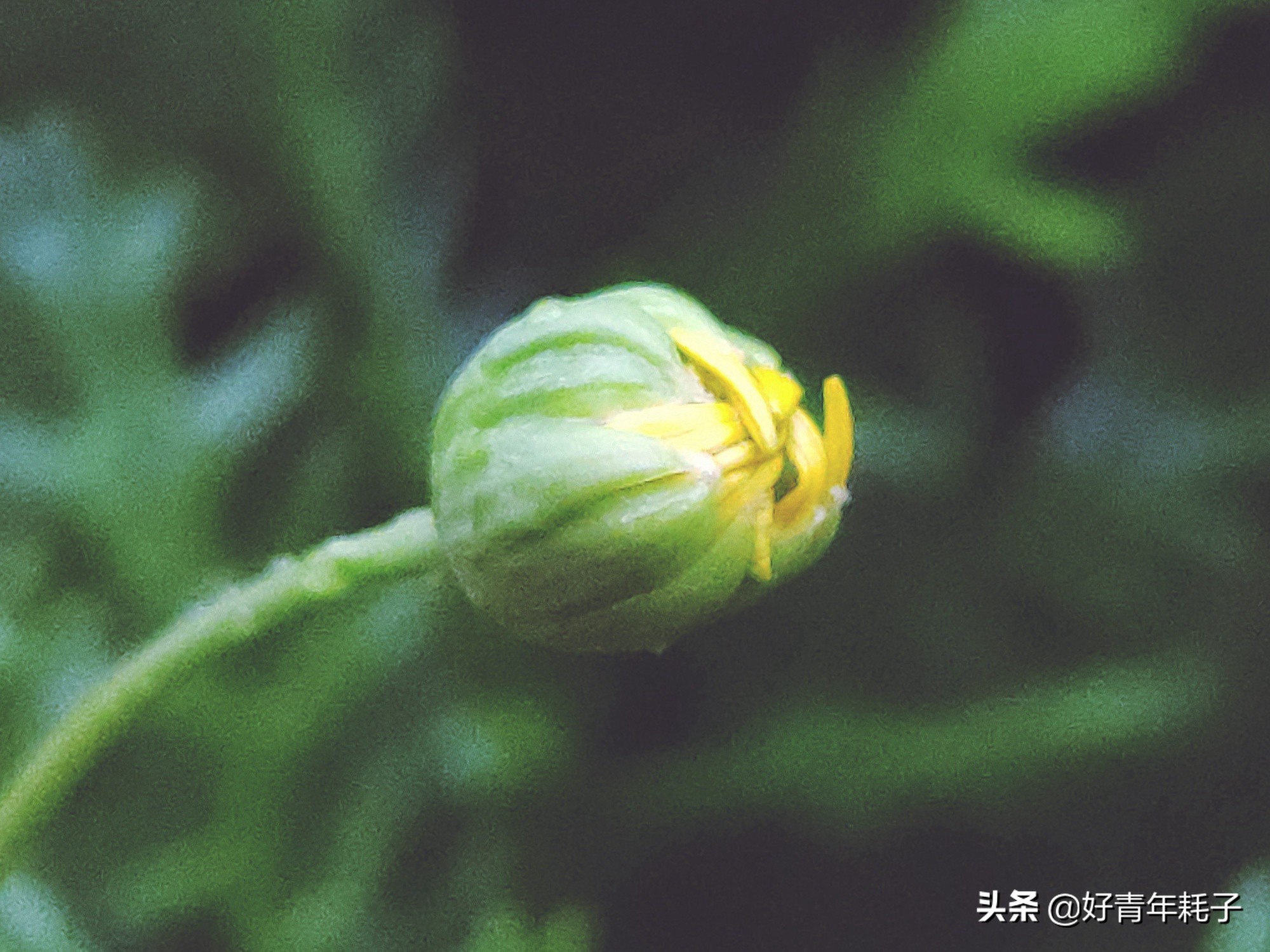 小米94800万像素拍照评测,小米cc9的相机是直出4800万吗