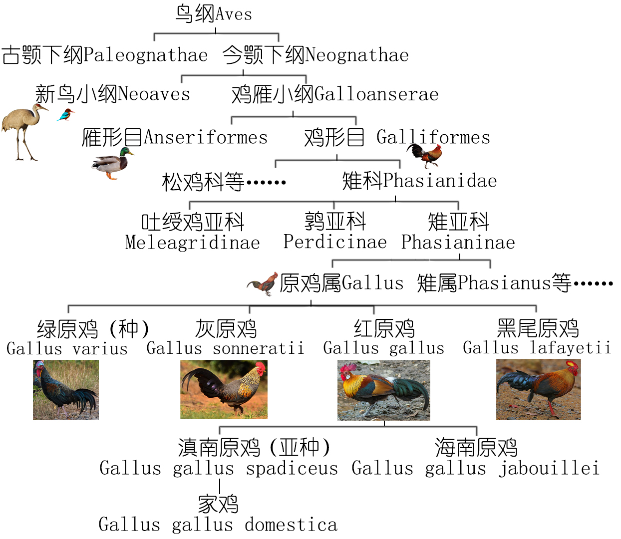 各种鸡的品种烹调方法,鸡的品种和吃法