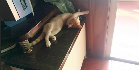 妈妈不舍宠物猫，婴儿肺里竟有猫毛?宠物与宝宝如何兼得?