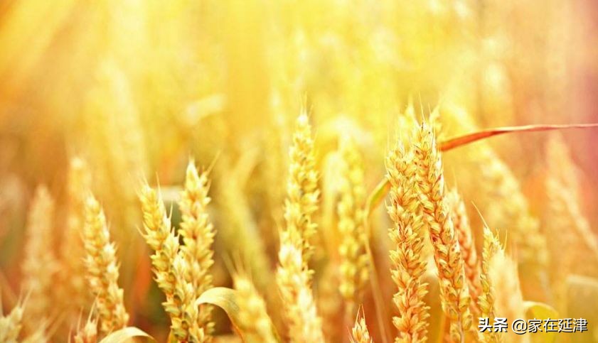 故事：延津故事：菊花泪