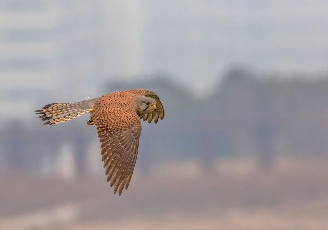 它说吉他前奏,她说钢琴伴奏和弦