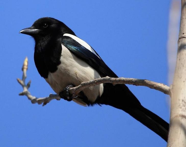 高清童年常见飞禽篇(值得珍藏)