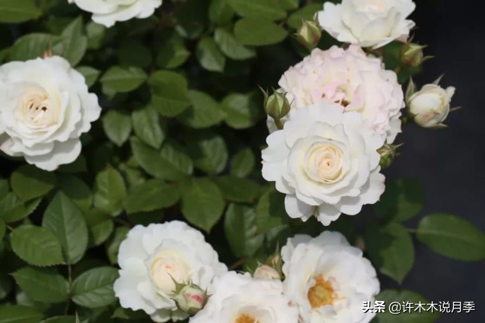 月季品种大全大图欣赏,美到窒息的月季品种图片